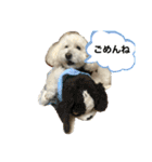 うちのマッシュ犬（個別スタンプ：4）