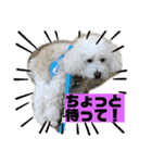 うちのマッシュ犬（個別スタンプ：5）