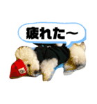 うちのマッシュ犬（個別スタンプ：6）