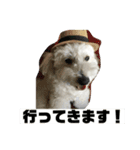 うちのマッシュ犬（個別スタンプ：7）