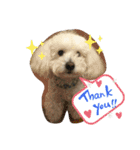 うちのマッシュ犬（個別スタンプ：8）