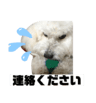 うちのマッシュ犬（個別スタンプ：9）