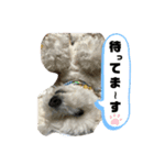 うちのマッシュ犬（個別スタンプ：12）