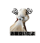 うちのマッシュ犬（個別スタンプ：13）