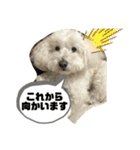 うちのマッシュ犬（個別スタンプ：14）