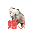 うちのマッシュ犬（個別スタンプ：15）