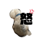 うちのマッシュ犬（個別スタンプ：16）