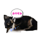 琥太 style（個別スタンプ：1）