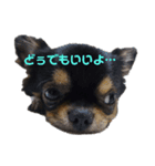 琥太 style（個別スタンプ：6）