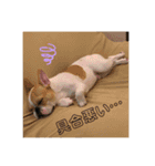 おもちとおはぎ第1弾（個別スタンプ：11）