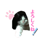 家のにゃんずスタンプvol.1（個別スタンプ：4）