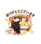 家のにゃんずスタンプvol.1（個別スタンプ：5）