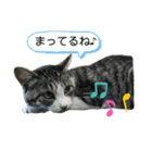 家のにゃんずスタンプvol.1（個別スタンプ：7）