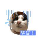 家のにゃんずスタンプvol.1（個別スタンプ：12）