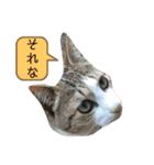 家のにゃんずスタンプvol.1（個別スタンプ：14）