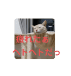 RIN,momo, coco（個別スタンプ：2）