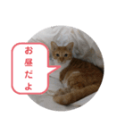 RIN,momo, coco（個別スタンプ：6）
