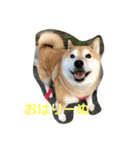 柴犬アンちゃん03（個別スタンプ：1）