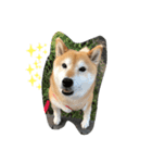 柴犬アンちゃん03（個別スタンプ：5）