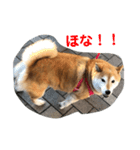 柴犬アンちゃん03（個別スタンプ：6）