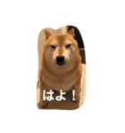 柴犬アンちゃん03（個別スタンプ：8）