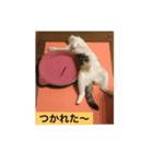 スコティッシュのはな（個別スタンプ：3）