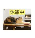スコティッシュのはな（個別スタンプ：4）