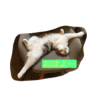 スコティッシュのはな（個別スタンプ：5）