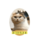 スコティッシュのはな（個別スタンプ：6）
