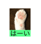 スコティッシュのはな（個別スタンプ：7）