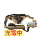 スコティッシュのはな（個別スタンプ：8）