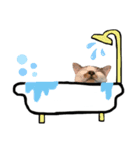 ワカメ④（個別スタンプ：4）