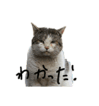 野良猫スタンプ3（個別スタンプ：1）