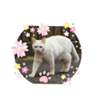 野良猫スタンプ3（個別スタンプ：8）