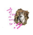 野良猫スタンプ3（個別スタンプ：9）