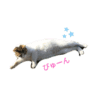 野良猫スタンプ3（個別スタンプ：11）
