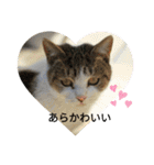 野良猫スタンプ3（個別スタンプ：15）