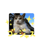 野良猫スタンプ3（個別スタンプ：18）