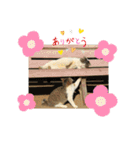 野良猫スタンプ3（個別スタンプ：22）