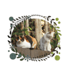 野良猫スタンプ3（個別スタンプ：25）