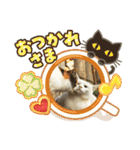 野良猫スタンプ3（個別スタンプ：26）