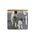 野良猫スタンプ3（個別スタンプ：31）