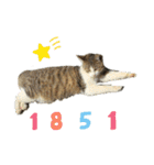 野良猫スタンプ3（個別スタンプ：33）
