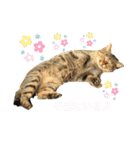 野良猫スタンプ3（個別スタンプ：35）