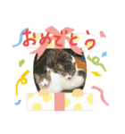 野良猫スタンプ3（個別スタンプ：40）