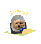 ラキクキマフィ（個別スタンプ：9）