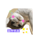 白猫ピーちゃん（個別スタンプ：1）