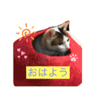 白猫ピーちゃん（個別スタンプ：2）