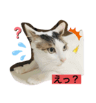 白猫ピーちゃん（個別スタンプ：3）