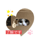 白猫ピーちゃん（個別スタンプ：5）